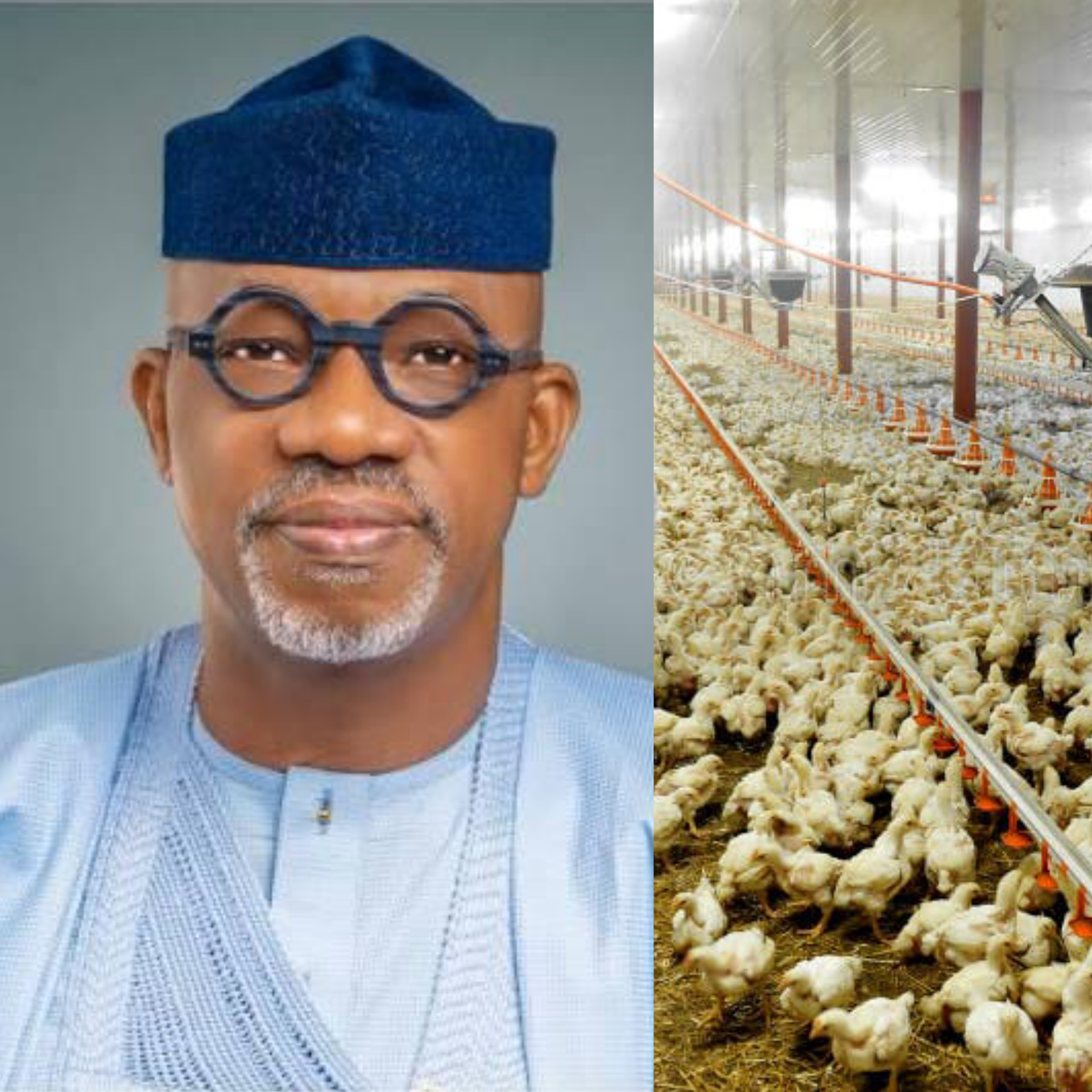 Ogun Poulrty project